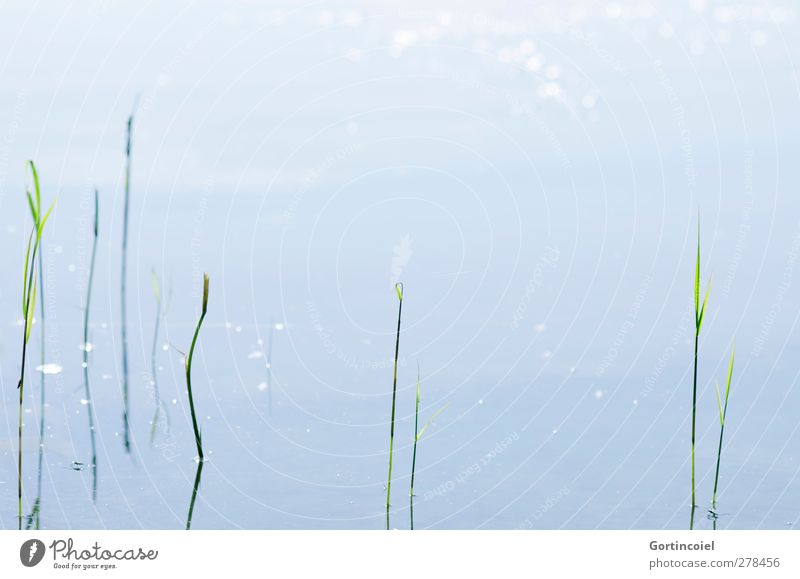 Seegras Umwelt Natur Sommer Schönes Wetter Pflanze Gras Seeufer blau grün Wasseroberfläche ruhig Farbfoto Gedeckte Farben Außenaufnahme Textfreiraum oben