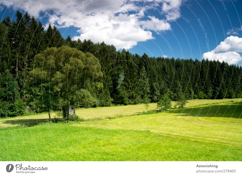 entlang des Baches Landschaft Pflanze Luft Himmel Wolken Sommer Wetter Schönes Wetter Wärme Baum Gras Sträucher Grünpflanze Wildpflanze Wiese Wald blau gelb