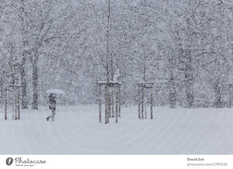 Eine Person geht bei starken Schneefall durch einen Park Ferien & Urlaub & Reisen Winter Mensch Frau Erwachsene Körper 1 Umwelt Natur Landschaft Baum