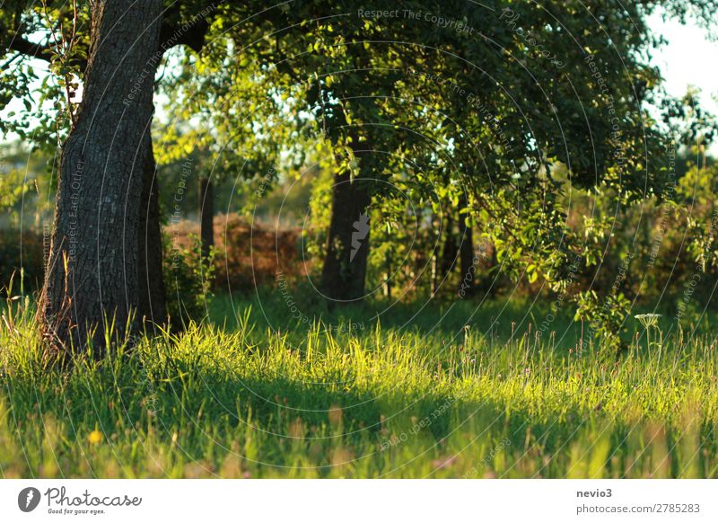 Alter Obstgarten Umwelt Natur Landschaft Wetter Schönes Wetter Pflanze Baum Gras Grünpflanze Nutzpflanze Garten Wiese schön Leben Naturliebe natürlich grün