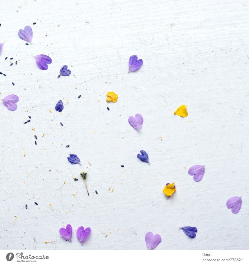 herzig Pflanze Blüte Herz gelb violett weiß Glück Frühlingsgefühle Liebe Verliebtheit Wandel & Veränderung herzlich gefallen Farbfoto Innenaufnahme