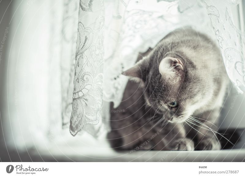 Süße flauschige graue katze, die auf der fensterbank sitzt und auf etwas  wartet. ein pelziges tier schaut aus dem fenster. begriffserwartung,  freiheitsdrang