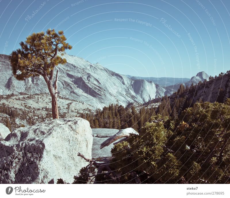 Yosemite Landschaft Wolkenloser Himmel Sommer Baum Sträucher Felsen Berge u. Gebirge Gipfel blau grau grün Natur Yosemite NP Granit Gedeckte Farben