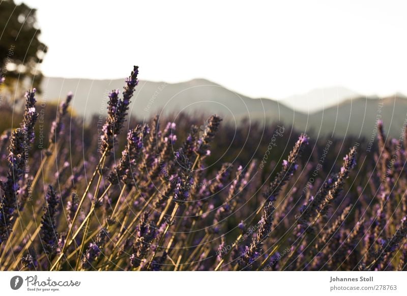 Lavendel Fahrradtour Sommerurlaub Sonne Landschaft Pflanze Sträucher Nutzpflanze Feld Hügel Duft genießen violett Romantik schön Farbe Natur Provence