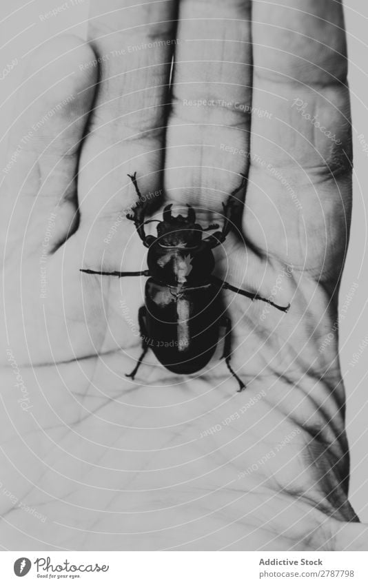 Großer Käfer auf menschlicher Handfläche Mensch Insekt Wanze dunkel Natur Tierwelt groß natürlich Entwurf Fauna Haut scarabaeus Finger Zoologie Entomologie