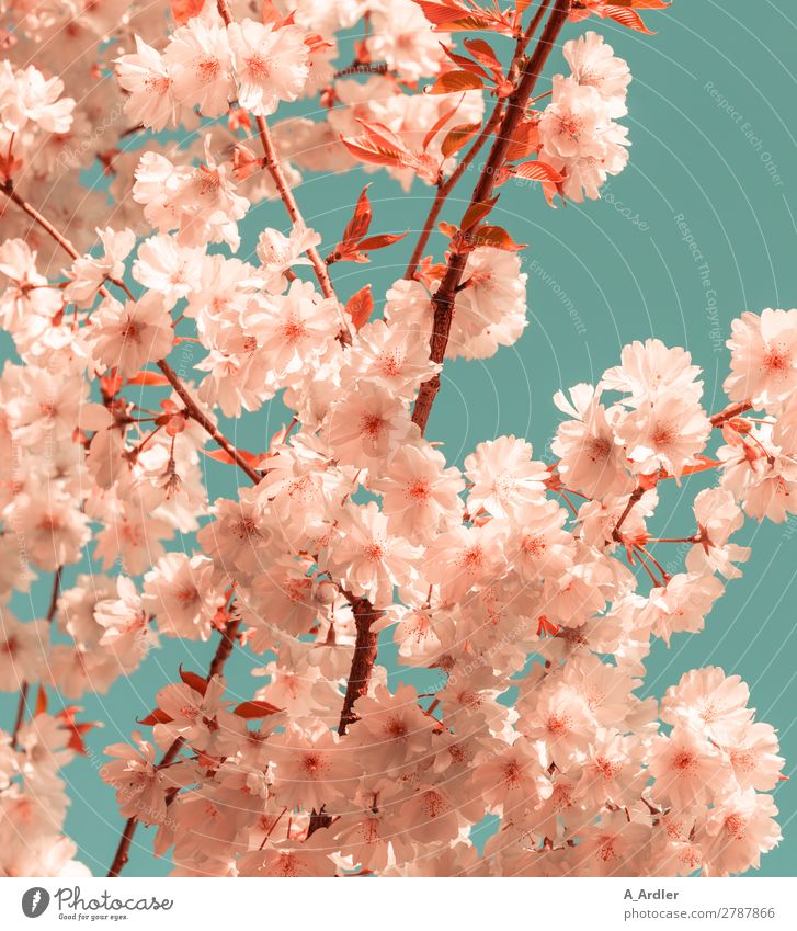 Kirschblüte Farbton Pantone Living Coral und Emerald Lifestyle elegant Stil harmonisch Erholung Sommer Natur Pflanze Wolkenloser Himmel Frühling Baum Kirsche