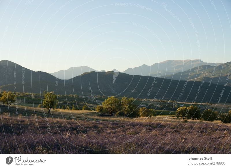 Provence Natur Landschaft Pflanze Sommer Schönes Wetter Sträucher Feld Hügel Berge u. Gebirge Blühend Duft genießen violett Erholung Farbe