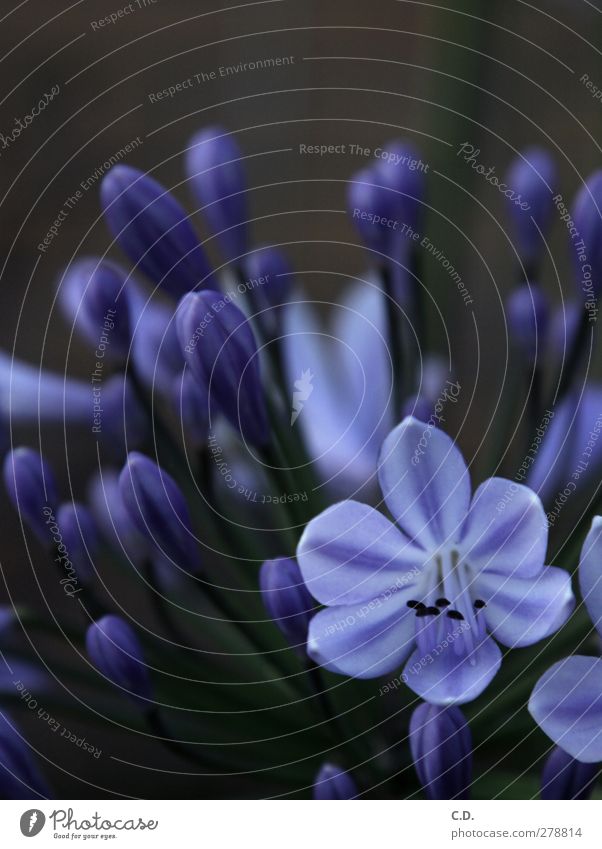 Schönlilie Blume Blüte Garten Blühend Wachstum schön blau grün violett Lilien Lilienblüte Liliengewächse Farbfoto Außenaufnahme Textfreiraum oben Abend