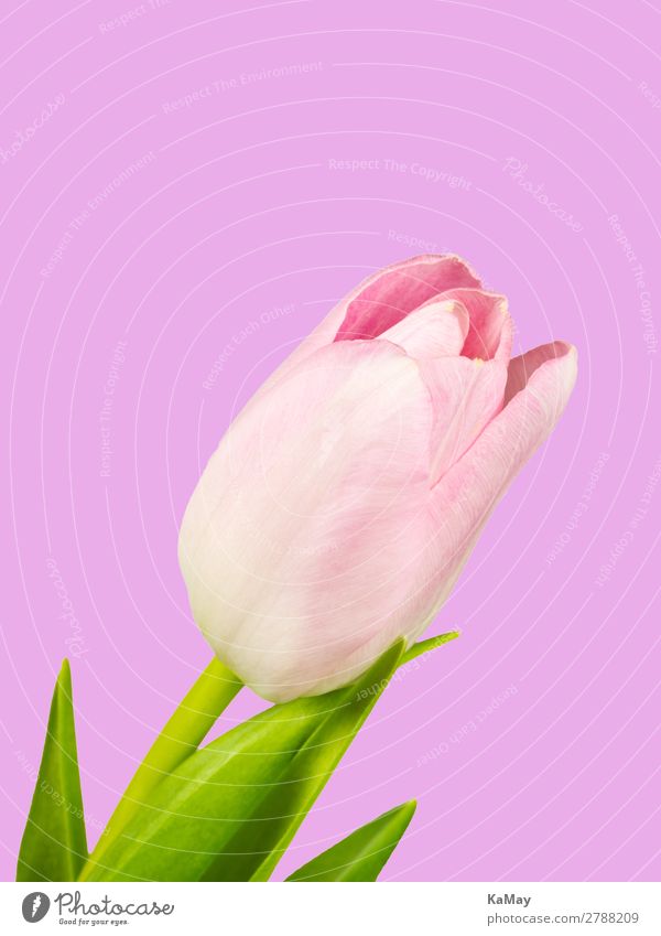 Rosa Frühling Valentinstag Muttertag Ostern Natur Pflanze Blume Tulpe Blüte ästhetisch natürlich grün rosa Farbe Kunst Perspektive rein Umwelt Blühend 1 einzeln