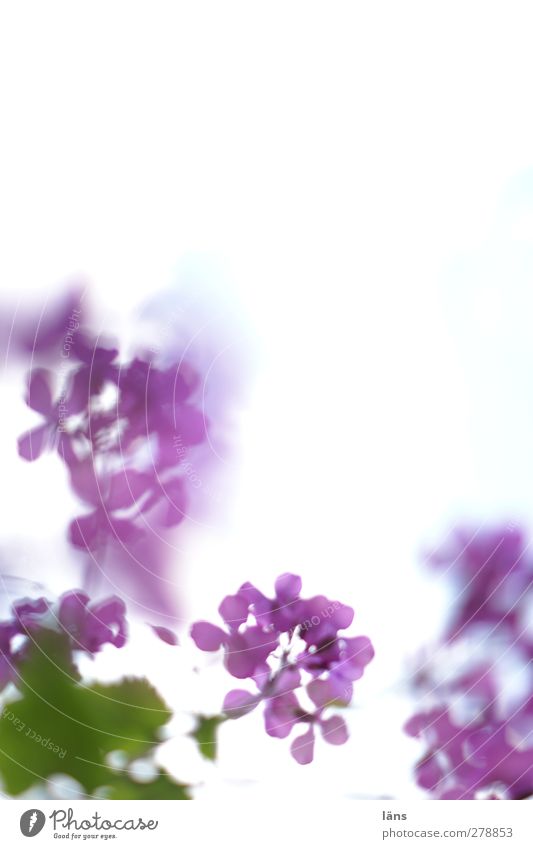 ein Hauch Sommer Pflanze Blume grün violett Blatt menschenleer blühend Zart Farbfoto Textfreiraum links Textfreiraum rechts Unschärfe Schwache Tiefenschärfe