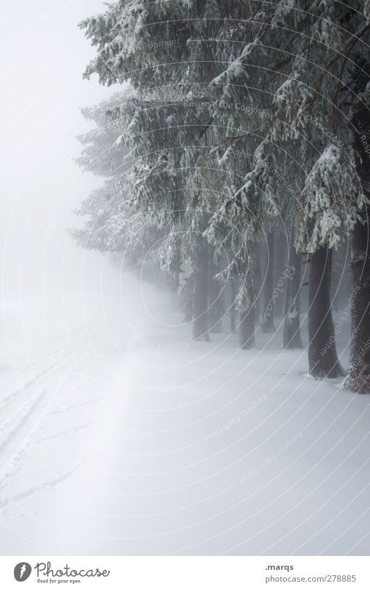 Abkühlung Umwelt Natur Landschaft Winter Klima Klimawandel Wetter Nebel Eis Frost Schnee Baum Wald Wege & Pfade frieren kalt Stimmung Schwarzwald Waldrand