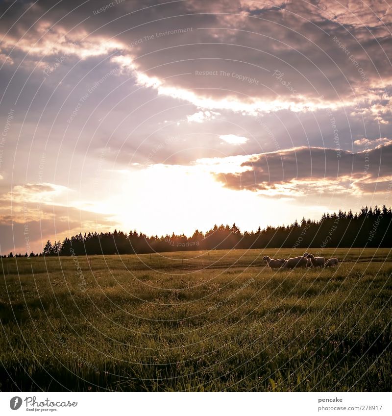 schäfchen zählen Landschaft Sommer Schönes Wetter Wärme Wiese Wald Hügel Alpen Weide Haustier Nutztier Schaf Schafherde Tiergruppe Wachsamkeit Gelassenheit