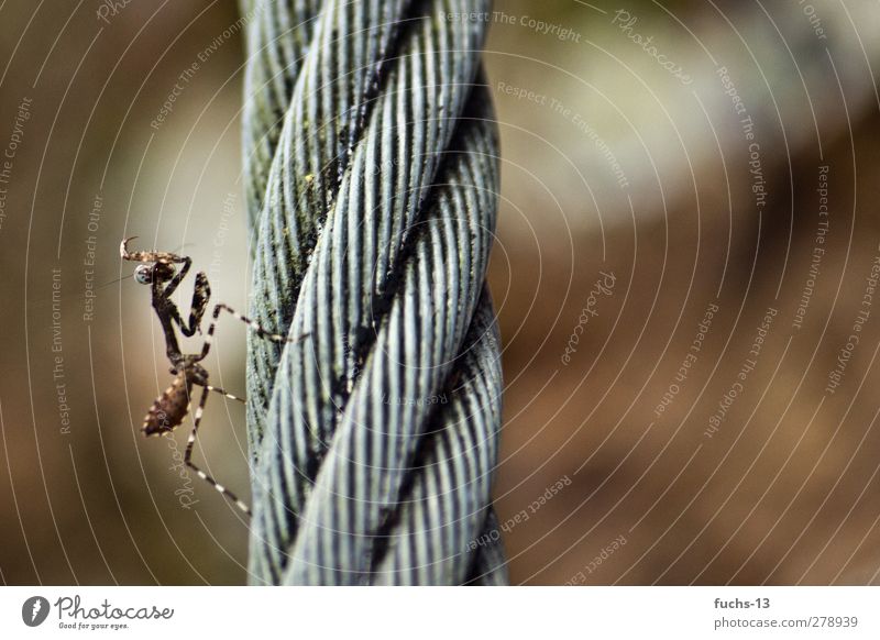 Gottesanbeterin Umwelt Natur Tier Wildtier Insekt Fangschrecken Stahlseil Seil 1 ästhetisch exotisch braun Stolz eitel Farbfoto Gedeckte Farben Außenaufnahme