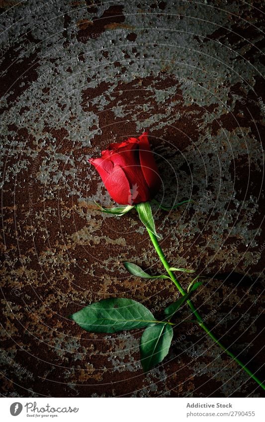 rote Rosen mit dunklem Hintergrund rosa Blume regenarm Hintergrundbild dunkel Postkarte Blütenblatt Valentinsgruß Jahrestag Feste & Feiern Liebe Romantik