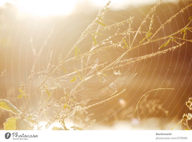 Spinne in Gold Natur Sonne Sommer Schönes Wetter Pflanze Seeufer hell gelb gold Spinnennetz natürlich Farbfoto Außenaufnahme Menschenleer Licht Sonnenlicht