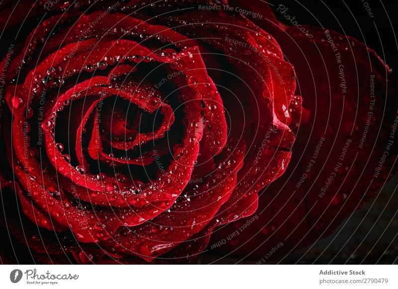 Rote Rosen mit dunklem Hintergrund rosa Blume Hintergrundbild dunkel Postkarte Blütenblatt rot Valentinsgruß Jahrestag Feste & Feiern Liebe Romantik natürlich