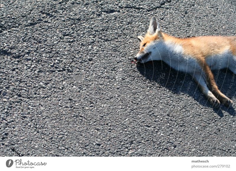 letzte ruhe Straße Tier Wildtier Totes Tier Fell Pfote Fuchs 1 elegant frei kuschlig natürlich schön grau orange weiß Mitgefühl Traurigkeit Tod Müdigkeit