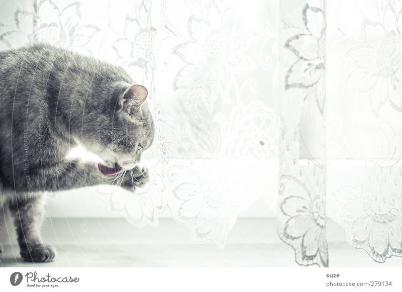 Morgääähn Tier Fenster - ein lizenzfreies Stock Foto von Photocase