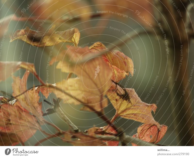 Sanfte Vergänglichkeit Herbst Baum Zweige u. Äste Blatt verblüht dehydrieren sanft welk Herbstlaub Gedeckte Farben Welken Vergehen Natur Flora