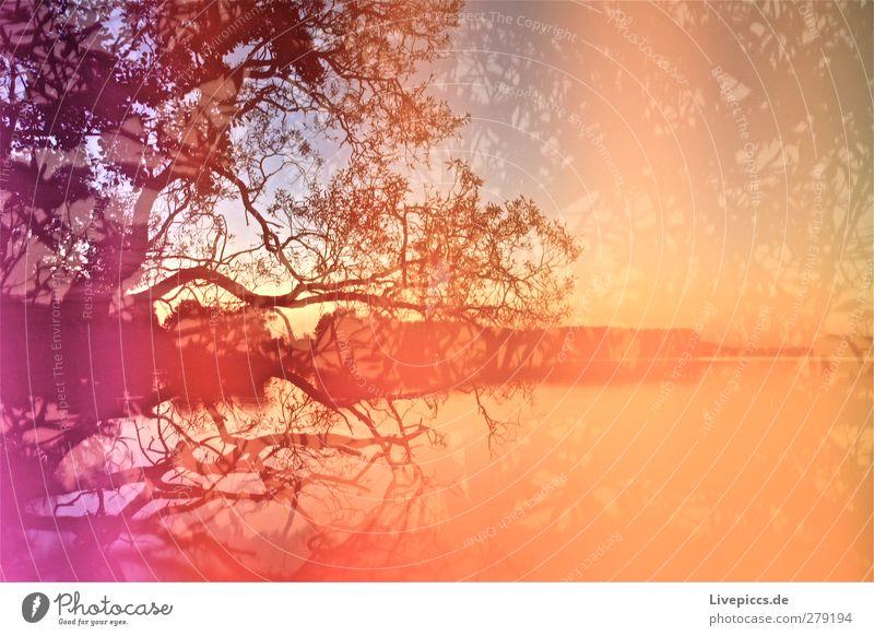 Farben am Seeufer Kunst Maler Umwelt Natur Landschaft Wasser Himmel Wolkenloser Himmel Sonnenaufgang Sonnenuntergang Sommer Schönes Wetter Pflanze Baum