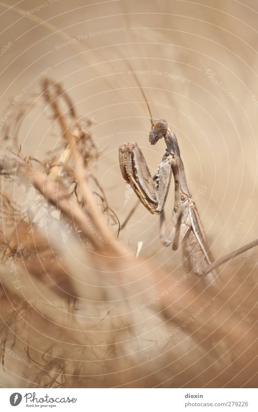 Die Seherin -3- Umwelt Natur Erde Pflanze Gras Tier Wildtier Gottesanbeterin Heuschrecke Fangschrecken 1 beobachten hocken außergewöhnlich bedrohlich gruselig