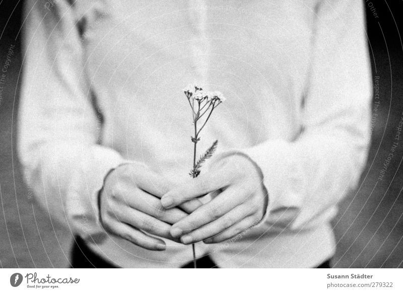 für dich. Frau Erwachsene Arme Hand Finger 1 Mensch 18-30 Jahre Jugendliche authentisch Liebe Geschenk Blumenwiese Blumenstrauß schenken geben festhalten