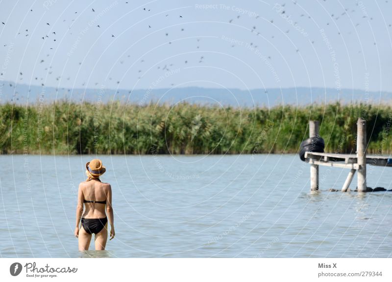 Die Vögel Ferien & Urlaub & Reisen Sommerurlaub Mensch feminin Rücken 1 18-30 Jahre Jugendliche Erwachsene Natur Tier Küste Seeufer Flussufer Meer Vogel Schwarm