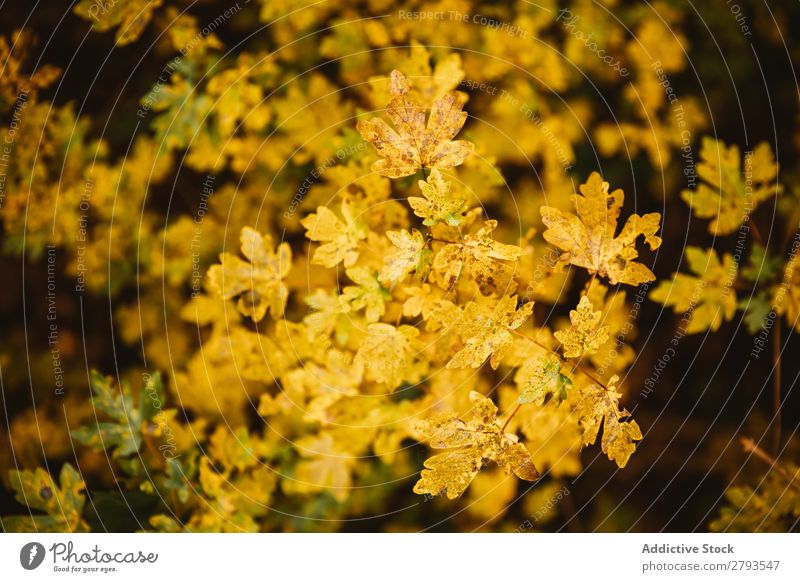 Gelbe Bäume auf einem erstaunlichen Baum Blatt Herbst gelb Branche Kantonigros Barcelona Spanien Jahreszeiten Natur Pflanze Umwelt Farbe hell zart zerbrechlich