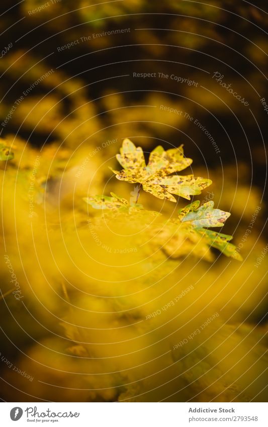 Hintergrund der Herbstblätter Blatt Hintergrundbild gelb Natur Farbe Jahreszeiten Muster mehrfarbig Saison Konsistenz Nahaufnahme Außenaufnahme Pflanze hell