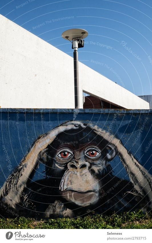 . Sommer Mauer Wand Fassade Tier Affen Schimpansen Graffiti berühren träumen Traurigkeit Sorge Straßenkunst Kunst Farbfoto Außenaufnahme Menschenleer Tag