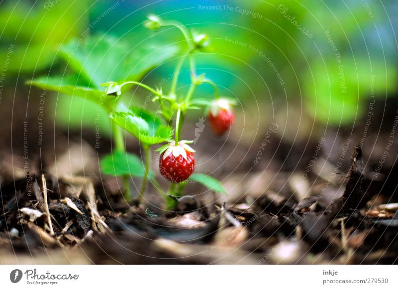 Erdbeeren Lebensmittel Frucht Ernährung Gartenarbeit Landwirtschaft Forstwirtschaft Sommer Nutzpflanze Wachstum frisch Gesundheit lecker nachhaltig rund saftig