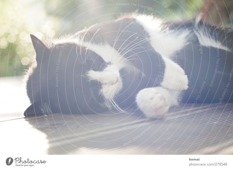 Gegenlichtmiezenjunge Häusliches Leben Terrasse Holzfußboden Natur Tier Haustier Katze Fell Pfote 1 genießen liegen schlafen schwarz weiß Gelassenheit ruhig