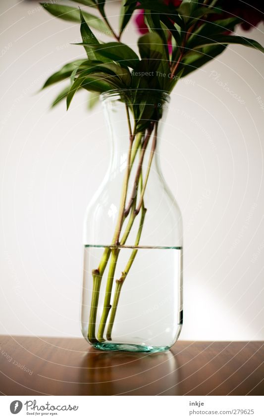Wasser Stil Dekoration & Verzierung Tisch Blume Blumenstrauß Vase glasvase einfach Flüssigkeit kalt nass Klarheit Detailaufnahme Blütenstiel Glasflasche