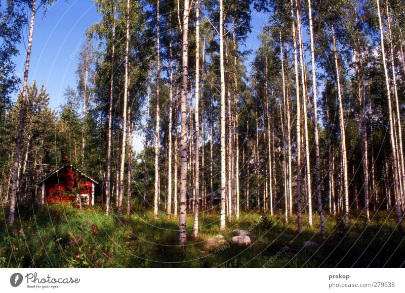 Nordisches Versteck Umwelt Natur Landschaft Pflanze Himmel Wolkenloser Himmel Wetter Schönes Wetter Baum Gras Wald Hütte frei ruhig Einsamkeit Schutz