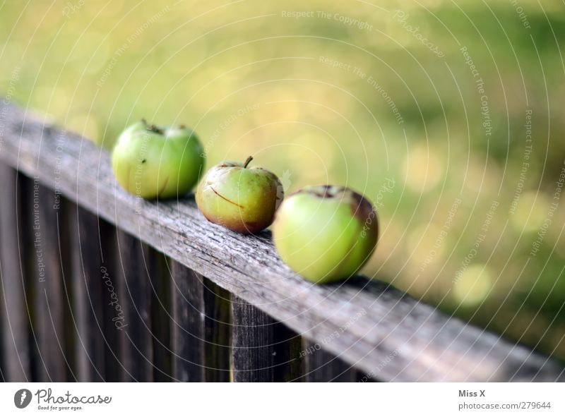 drei mal grün Lebensmittel Frucht Apfel Ernährung Bioprodukte Vegetarische Ernährung Sommer Herbst Garten frisch lecker saftig sauer Apfelernte Zaun Holzzaun