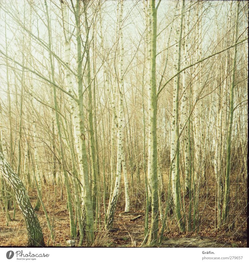 Baumgewusel Umwelt Natur Herbst Wald Holz Erholung trist braun grün weiß Romantik ruhig geheimnisvoll Irritation Zweig kahl Baumstamm Farbfoto Außenaufnahme