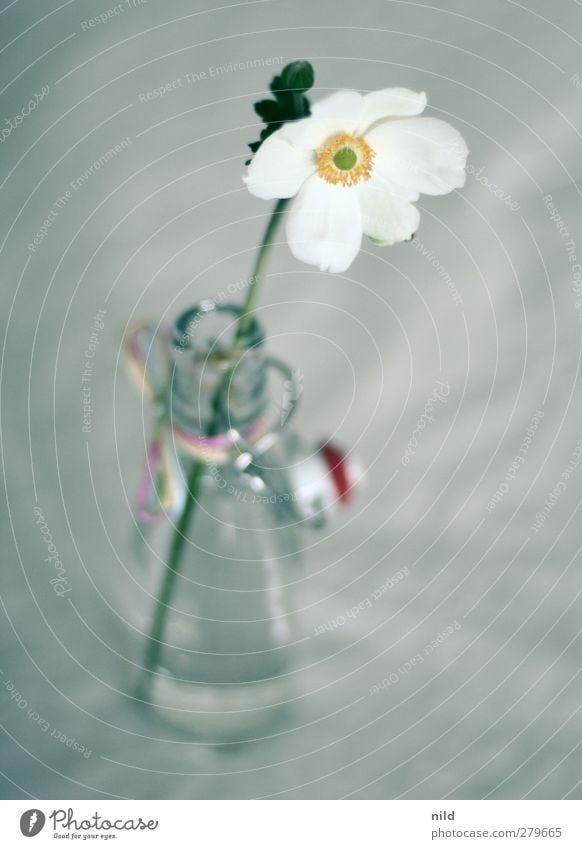 Mädchenfoto elegant Erholung ruhig Häusliches Leben Dekoration & Verzierung Pflanze Blume Flasche Vase Blumenvase Freundlichkeit Kitsch weiß Blüte einzeln 1