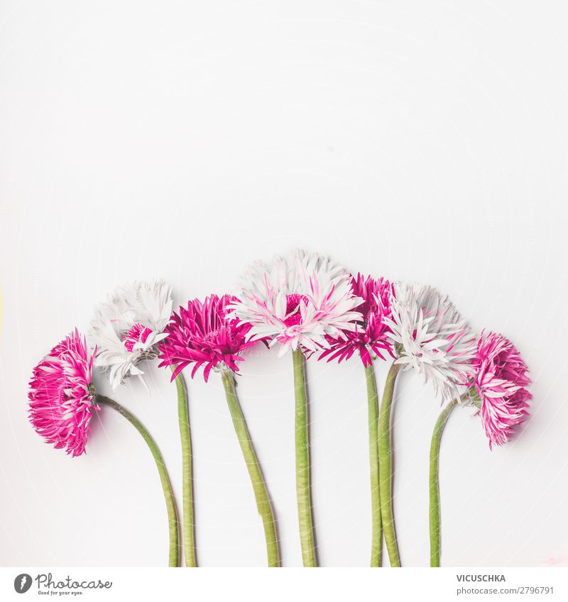 Rosa und weiße Gerbera Blumen auf weißem Hintergrund Stil Design Sommer Dekoration & Verzierung Feste & Feiern Muttertag Hochzeit Geburtstag Natur Pflanze