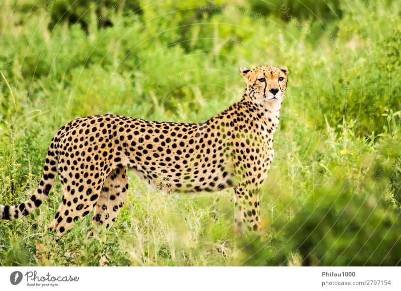 Geparden beim Spaziergang in der Savanne schön Ferien & Urlaub & Reisen Safari Natur Tier Park Katze wild Samburu Afrika Afrikanisch Tiere groß Fleischfresser