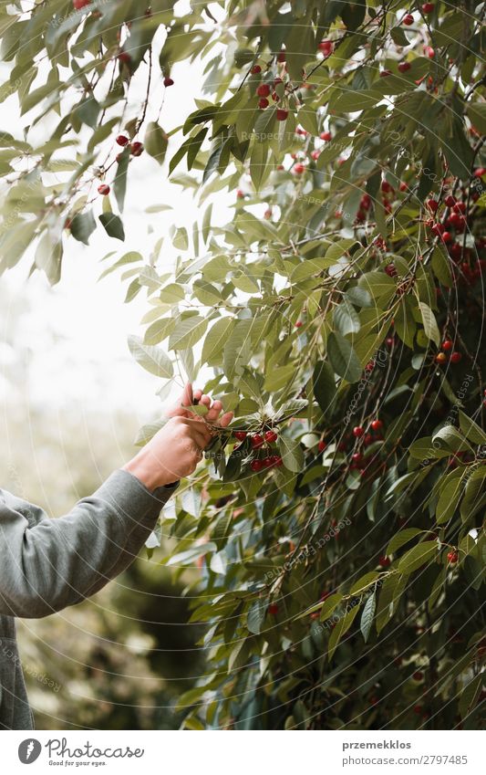 Junger Mann pflückt Kirschenbeeren vom Baum Frucht Sommer Garten Arbeit & Erwerbstätigkeit Erwachsene Hand Natur Blatt authentisch frisch lecker grün rot