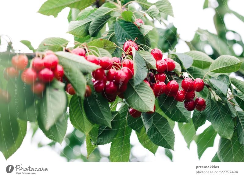 Nahaufnahme von reifen roten Kirschbeeren am Baum zwischen grünen Blättern Frucht Sommer Garten Natur Blatt authentisch frisch lecker Ackerbau Beeren Kirsche