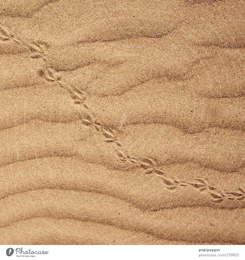 tip, tip, tip. Umwelt Sand Sommer Schönes Wetter Küste Strand Wüste Vogel Pfote Fährte 1 Tier Linie Streifen gehen heiß Geschwindigkeit gelb gold Mobilität