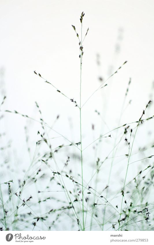 Gräser Natur Pflanze Gras blau fein Farbfoto Außenaufnahme Tag