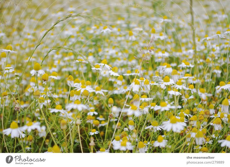 margeritenfeld Natur Landschaft Pflanze Sommer Blume Blatt Blüte Wildpflanze Margerite Wiese Wiesenblume Feld Blühend Freundlichkeit frisch Gesundheit