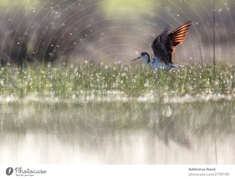 Wildvogel auf dem Wasser wandelnd Vogel wild Stelzenläufer belena lagune Guadalajara Spanien laufen Sonnenstrahlen Gras grün Wetter Natur Tier Tierwelt Schnabel
