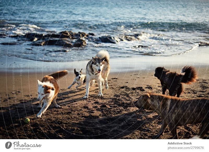 Hunde, die in der Nähe des wogenden Meeres laufen. Strand Spielen rennen Sand lustig Sonnenstrahlen Tag Haustier Natur Sommer Tier Glück Wellen Wasser Freude