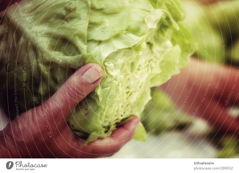 Da ham wa den Salat Lebensmittel Gemüse Salatbeilage Ernährung Bioprodukte Pflanze hell lecker grün Grünpflanze Fingernagel Hand kochen & garen Stadt Essen