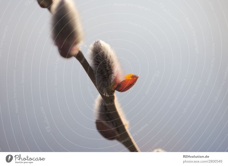 Weidekätzchen Umwelt Natur Frühling Weidenkätzchen Blütenknospen Pflanze See Wachstum natürlich schön Zufriedenheit Farbfoto Nahaufnahme Tag