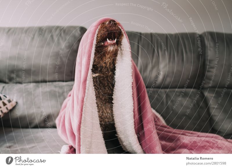 Wasserhund streckt seine Nase unter der Decke aus. Freude Gesicht ruhig Spielen Möbel Sofa Tisch Wohnzimmer Familie & Verwandtschaft Freundschaft Tier Haustier