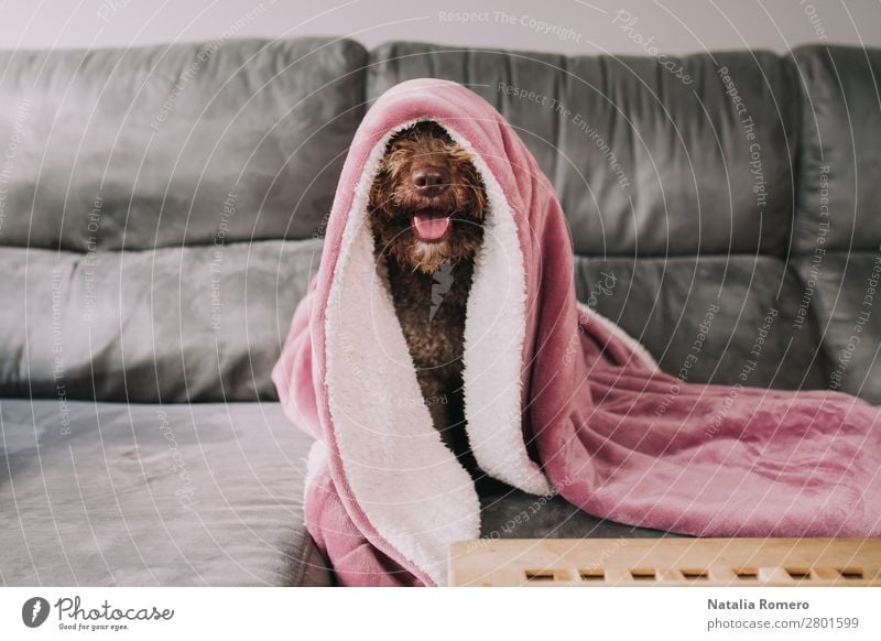 Wasserhund streckt seine Nase unter der Decke aus. Glück Gesicht ruhig Freizeit & Hobby Spielen Möbel Sofa Tisch Wohnzimmer Familie & Verwandtschaft